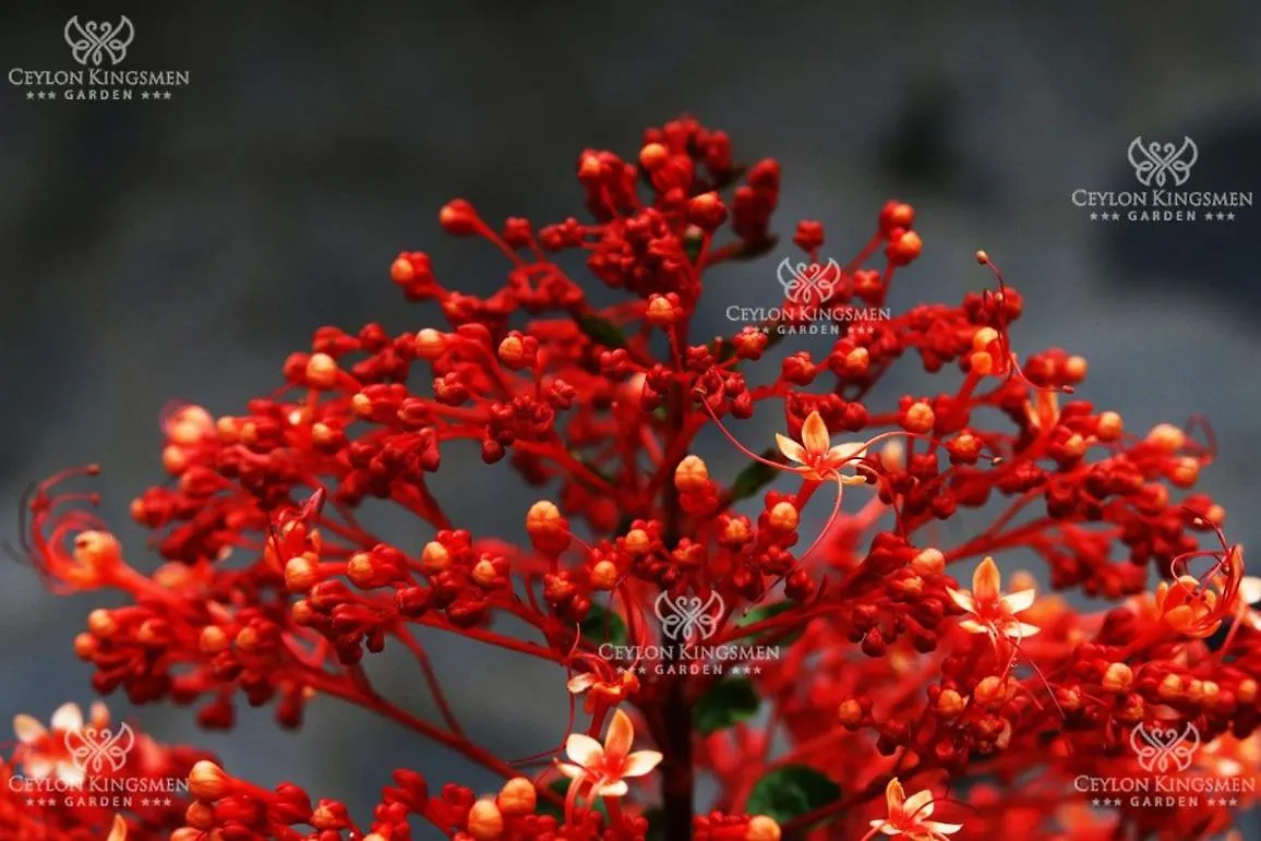 Ceylon Kingsmen Garden - Katunayake Airport Transit Hotels 尼甘布 斯里兰卡