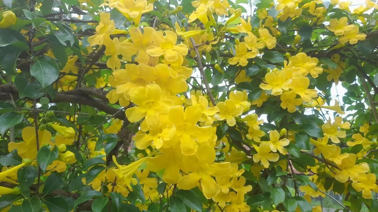 Ceylon Kingsmen Garden - Katunayake Airport Transit Hotels 尼甘布 0*,