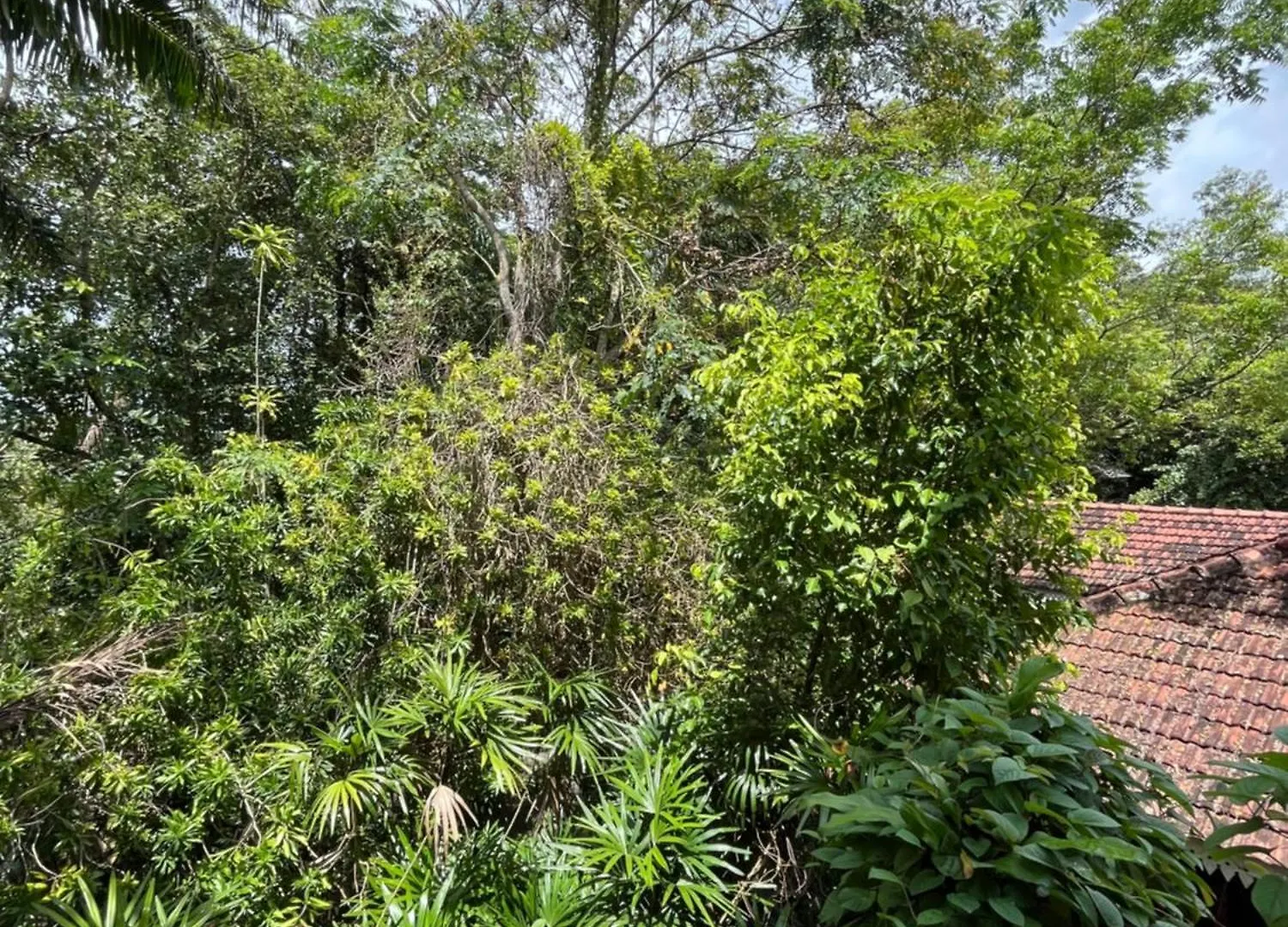 Ceylon Kingsmen Garden - Katunayake Airport Transit Hotels 尼甘布 0*,  斯里兰卡