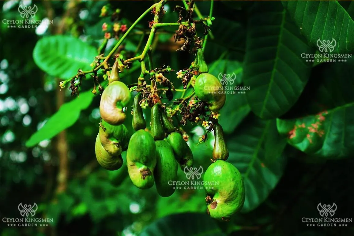 Ceylon Kingsmen Garden - Katunayake Airport Transit Hotels Negombo 0*,  Šrí Lanka