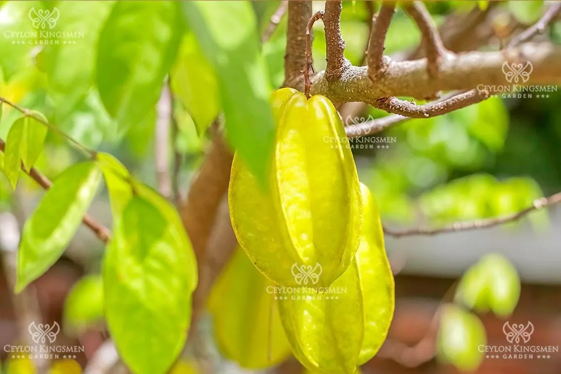Ceylon Kingsmen Garden - Katunayake Airport Transit Hotels Negombo
