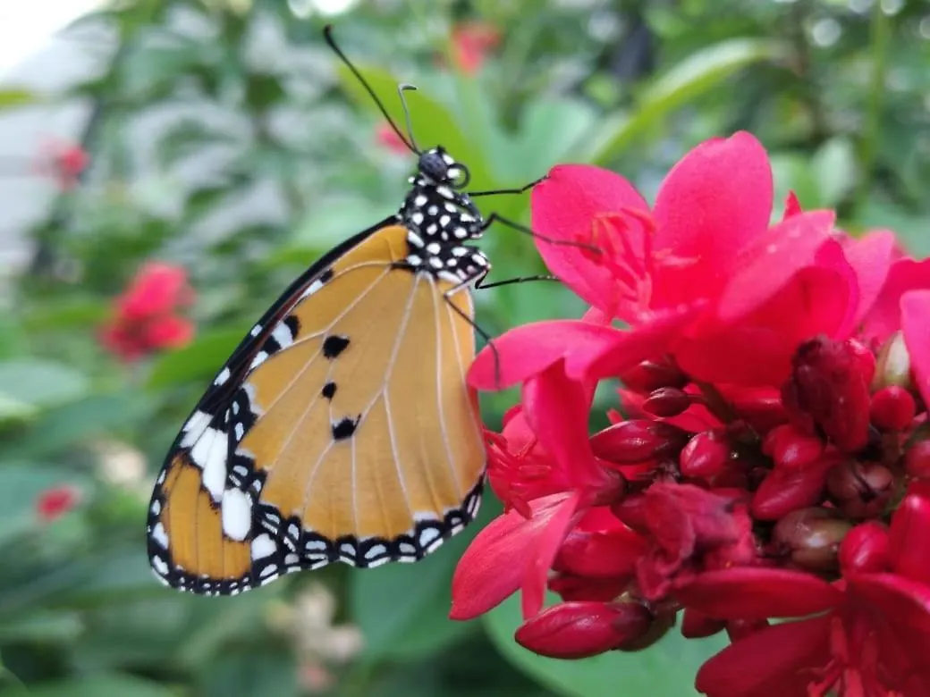 Ceylon Kingsmen Garden - Katunayake Airport Transit Hotels Negombo